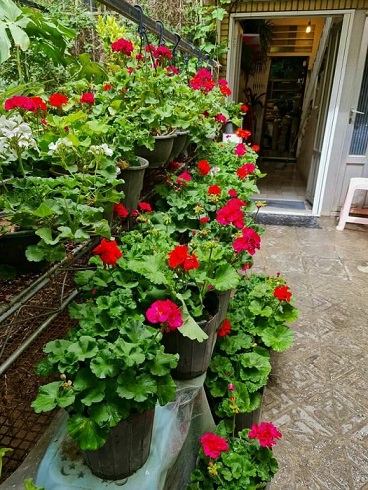 علی دهباشی؛ حیات فرهنگی در حیاط پر شمعدانی علی دهباشی؛ حیات فرهنگی در حیاط پر شمعدانی