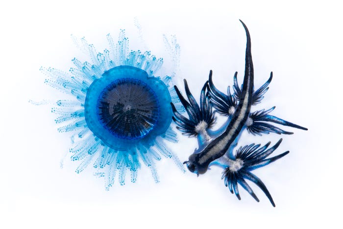 نمایی شگفت انگیز از حیات زیرآبی در مسابقه عکس روز جهانی اقیانوس نمایی شگفت انگیز از حیات زیرآبی در مسابقه عکس روز جهانی اقیانوس