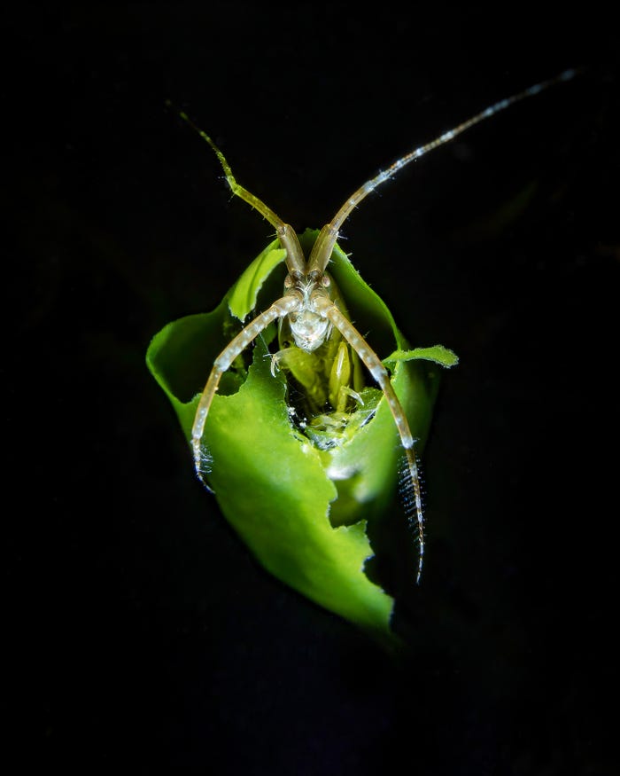نمایی شگفت انگیز از حیات زیرآبی در مسابقه عکس روز جهانی اقیانوس نمایی شگفت انگیز از حیات زیرآبی در مسابقه عکس روز جهانی اقیانوس