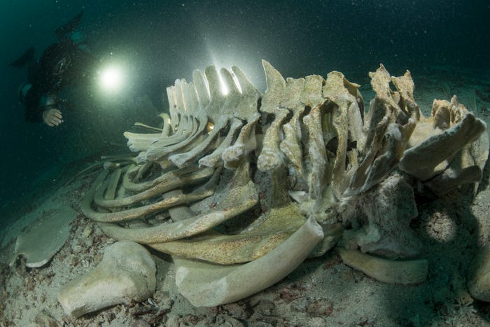 نمایی شگفت انگیز از حیات زیرآبی در مسابقه عکس روز جهانی اقیانوس نمایی شگفت انگیز از حیات زیرآبی در مسابقه عکس روز جهانی اقیانوس