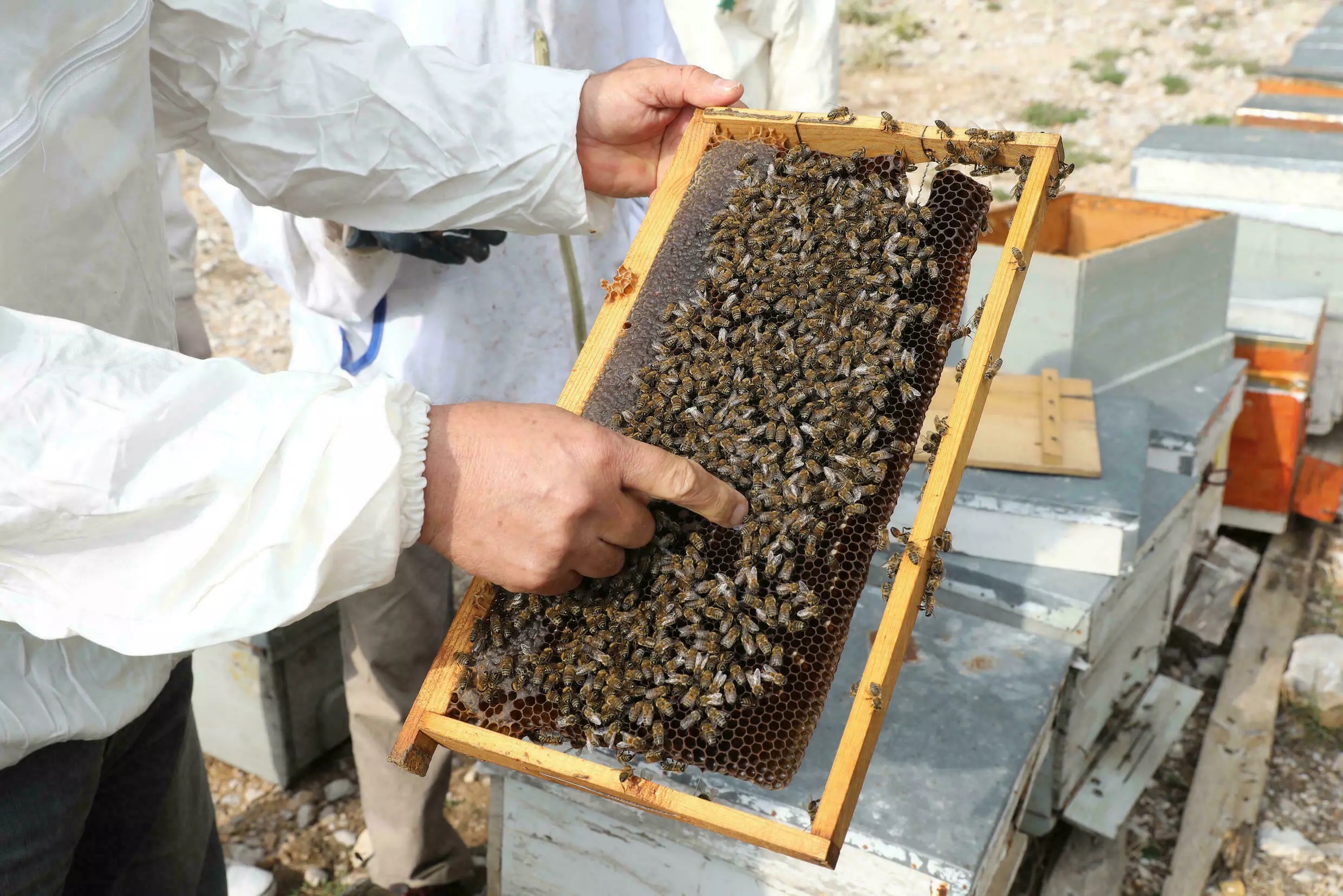 ضرر آتش سوزی تکیه به ارزشمندترین عسل کاج جهان عسل کاج ترکیه