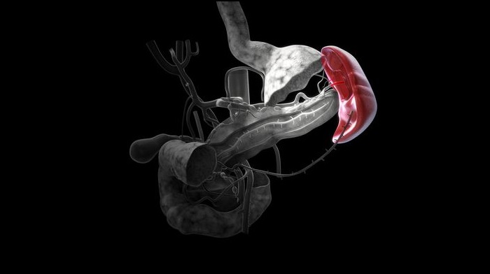 دانستنیهایی درباره طحال؛ از ساختار تا نقش رژیم غذایی در سلامت آن دانستنیهایی درباره طحال؛ از ساختار تا نقش رژیم غذایی در سلامت آن