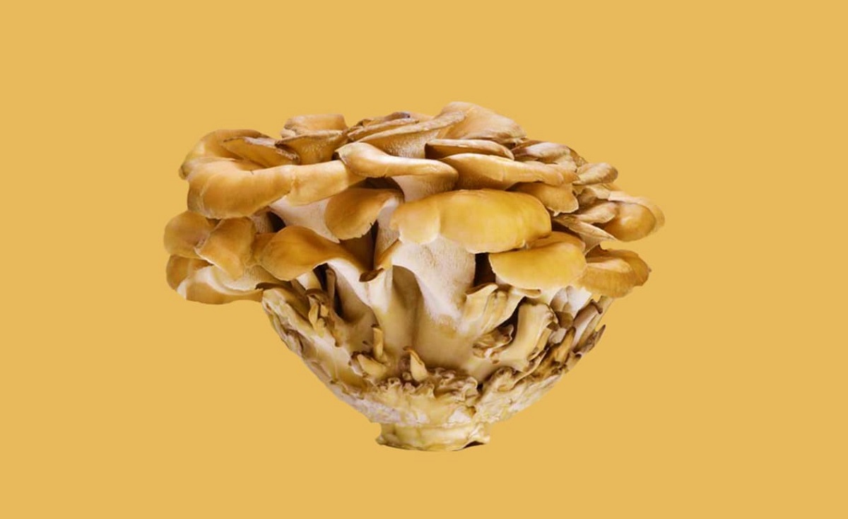 درباره قارچ شگفت انگیز مرغ چوب چه می دانید؟