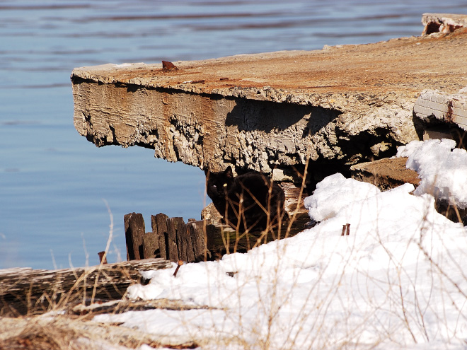 5 تست تصویری جالب برای تقویت چشم و مغز: گربه ها را پیدا کنید 5 تست تصویری جالب برای تقویت چشم و مغز: گربه ها را پیدا کنید