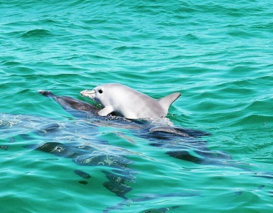 رقص دلفین یکی از زیباترین رقص ها (+فیلم) رقص دلفین یکی از زیباترین رقص ها (+فیلم)