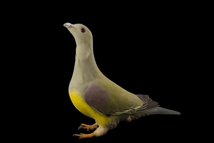 کبوترهای شگفتانگیزی که تاکنون ندیدهاید (+عکس) کبوترهای شگفتانگیزی که تاکنون ندیدهاید (+عکس)