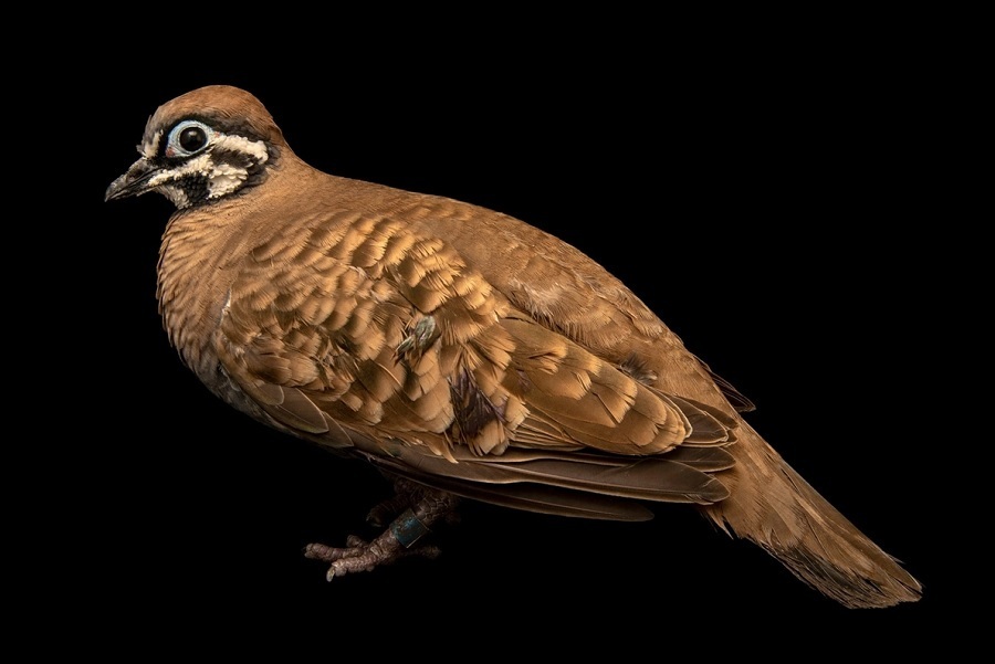 کبوترهای شگفتانگیزی که تاکنون ندیدهاید (+عکس) کبوترهای شگفتانگیزی که تاکنون ندیدهاید (+عکس)