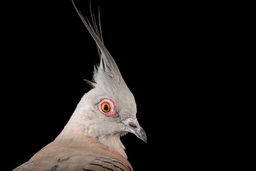 کبوترهای شگفتانگیزی که تاکنون ندیدهاید (+عکس) کبوترهای شگفتانگیزی که تاکنون ندیدهاید (+عکس)