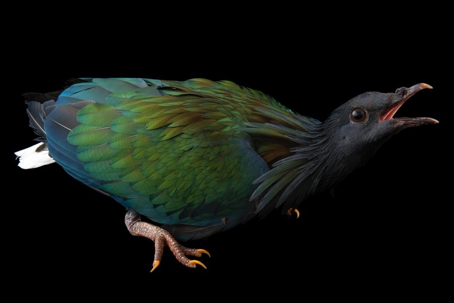 کبوترهای شگفتانگیزی که تاکنون ندیدهاید (+عکس) کبوترهای شگفتانگیزی که تاکنون ندیدهاید (+عکس)