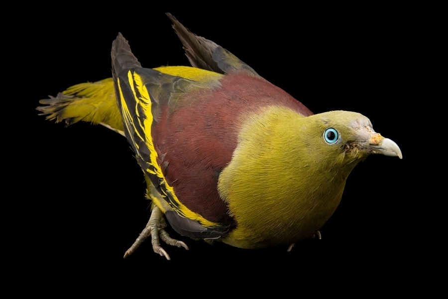 کبوترهای شگفتانگیزی که تاکنون ندیدهاید (+عکس) کبوترهای شگفتانگیزی که تاکنون ندیدهاید (+عکس)