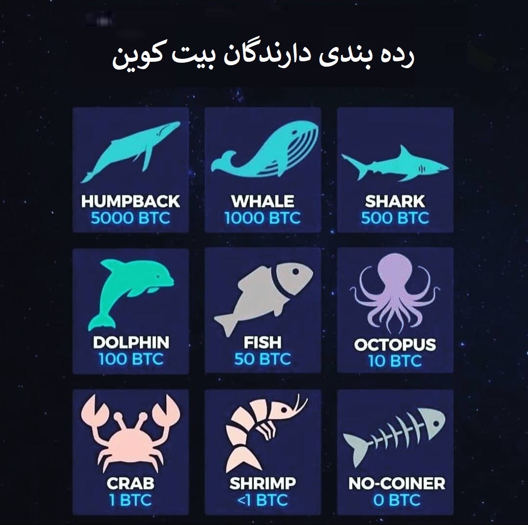 نامگذاری عجیب مالکان بیت کوین؛ از نهنگ تا میگو! (+عکس) نامگذاری عجیب مالکان بیت کوین؛ از نهنگ تا میگو! (+عکس)