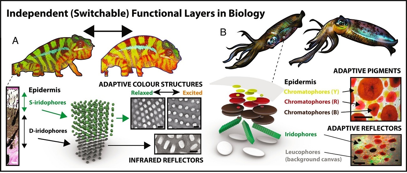 پنجره مایع با الهام از پوست ماهی مرکب می تواند به ساختمان ها در صرفه جویی انرژی کمک کند پنجره مایع با الهام از پوست ماهی مرکب می تواند به ساختمان ها در صرفه جویی انرژی کمک کند