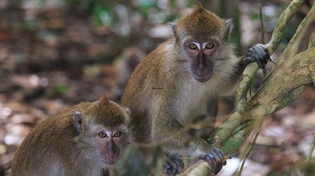 آیا حیوانات هم از آمیزش جنسی لذت می‌برند؟