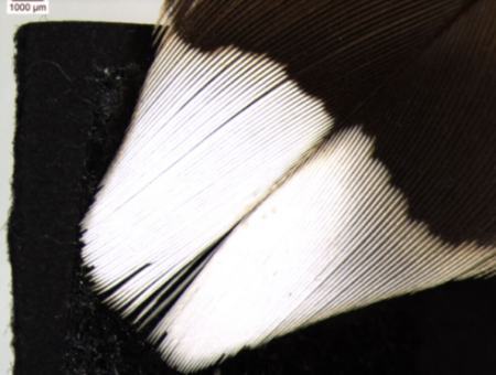 ویژگی عجیب سفیدترین پر جهان (+عکس)