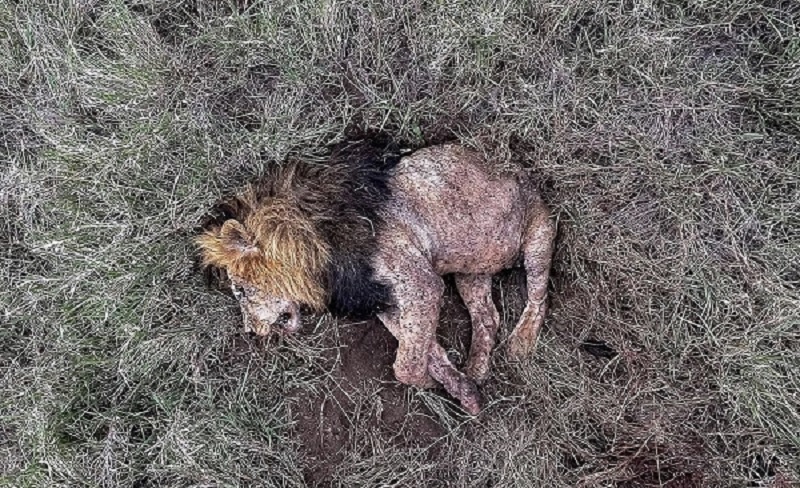 «باب جونیور» شیرشاه سرنگیتی به دست رقبایش کشته شد / رقبای جوانتر هر دو برادر را کشته‌اند