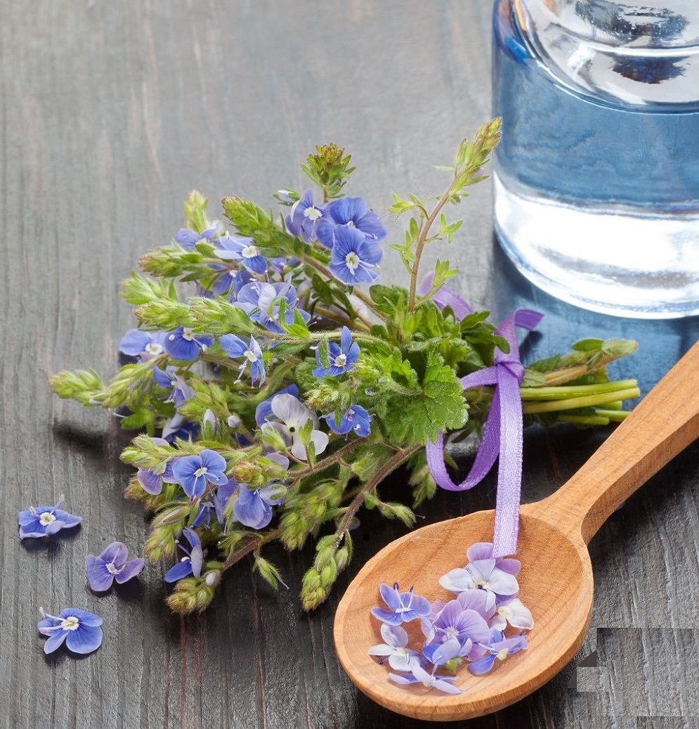 کاسنی؛ از فیبر پری بیوتیک تا حمایت از کاهش وزن