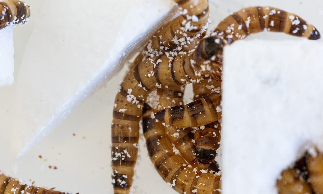 کرم هایی با اشتهای زیاد برای پلاستیک و کمک به بازیافت این ماده