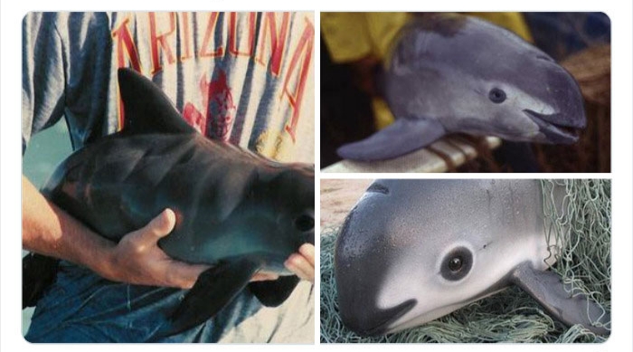 به باغ‌وحش حیوانات عجیب خوش آمدید