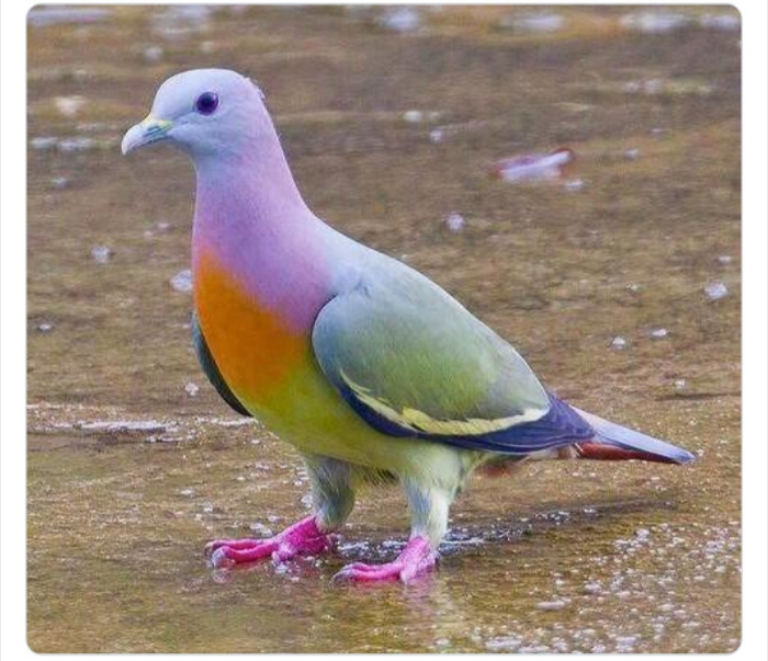 به باغ‌وحش حیوانات عجیب خوش آمدید