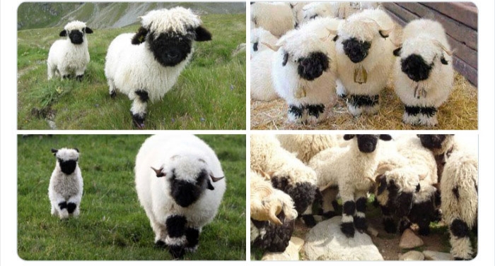 به باغ‌وحش حیوانات عجیب خوش آمدید