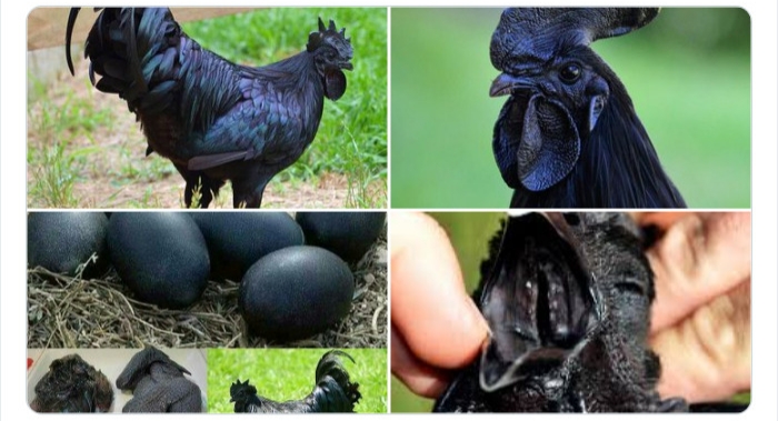 به باغ‌وحش حیوانات عجیب خوش آمدید