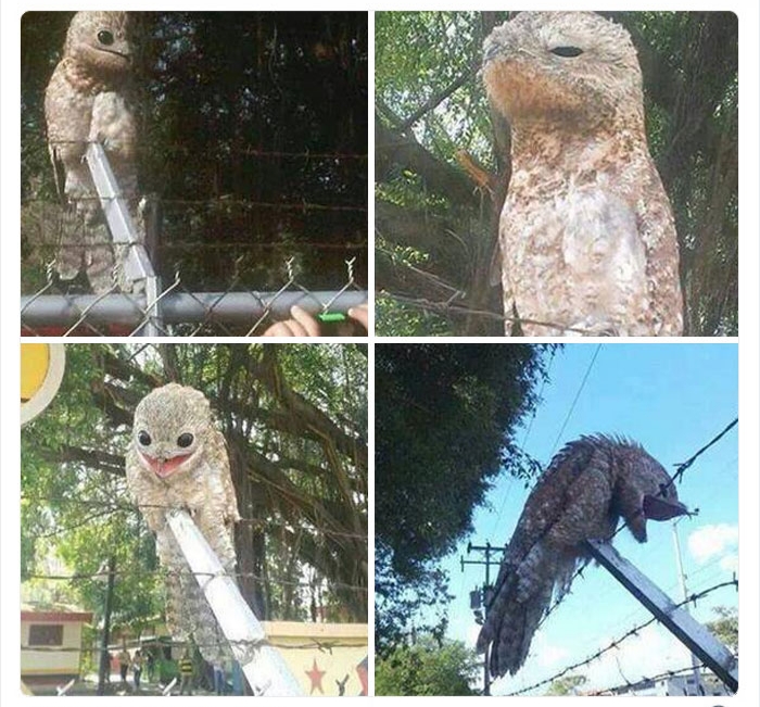 به باغ‌وحش حیوانات عجیب خوش آمدید