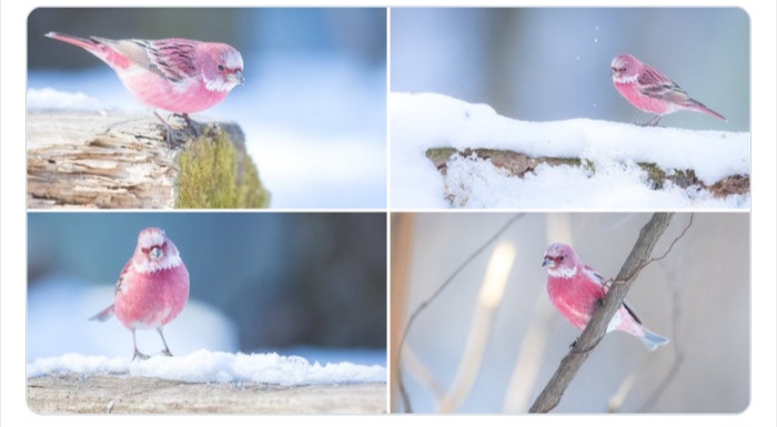 به باغ‌وحش حیوانات عجیب خوش آمدید