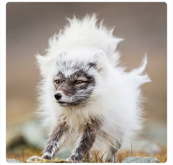 به باغ‌وحش حیوانات عجیب خوش آمدید