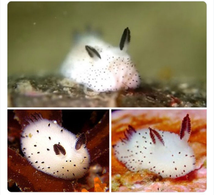 به باغ‌وحش حیوانات عجیب خوش آمدید