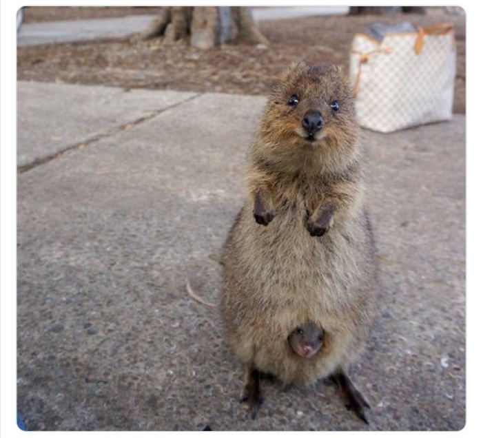 به باغ‌وحش حیوانات عجیب خوش آمدید