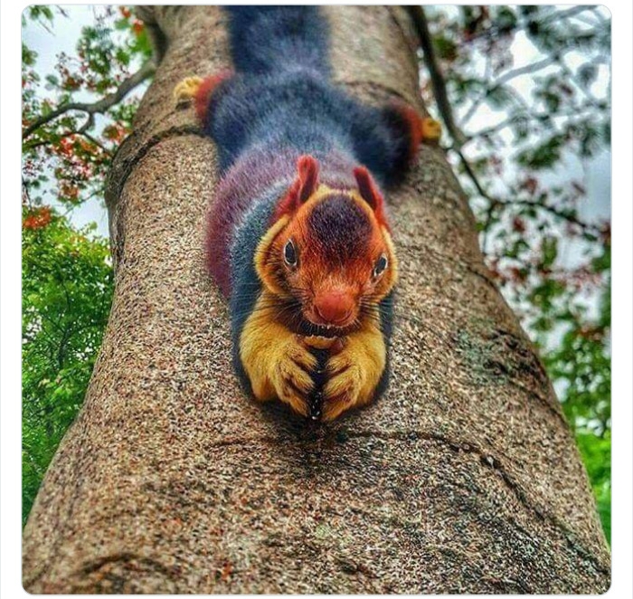 به باغ‌وحش حیوانات عجیب خوش آمدید