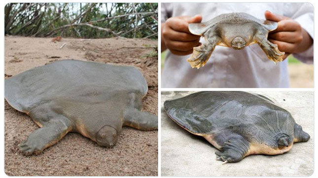 به باغ‌وحش حیوانات عجیب خوش آمدید