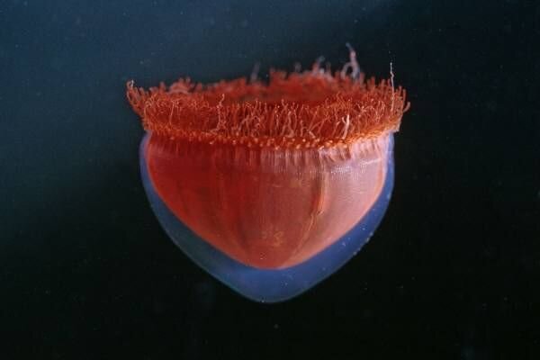 سفری به دل ژَرفترین گودال زمین/ در اعماق اقیانوسها چه خبر است؟ سفری به دل ژَرفترین گودال زمین/ در اعماق اقیانوسها چه خبر است؟