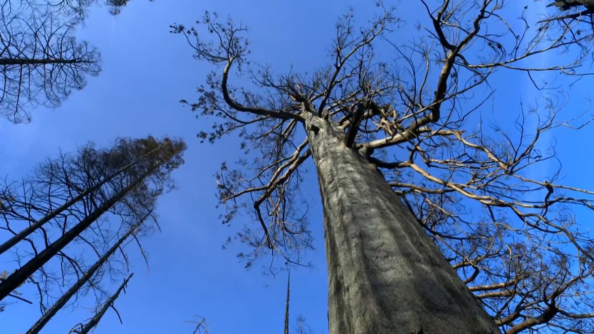 بازدید از بلندترین درخت زنده جهان ممنوع شد