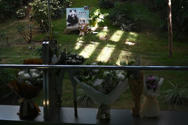 مسن ترین پاندای غول پیکر جهان در ۳۵ سالگی درگذشت مسن ترین پاندای غول پیکر جهان در ۳۵ سالگی درگذشت