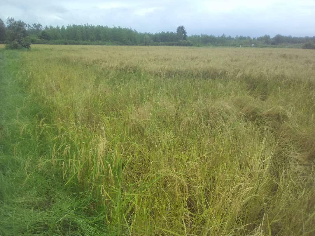 شیوه تأسف انگیز از دزدی در شمال (+عکس) شیوه تأسف انگیز از دزدی در شمال (+عکس)