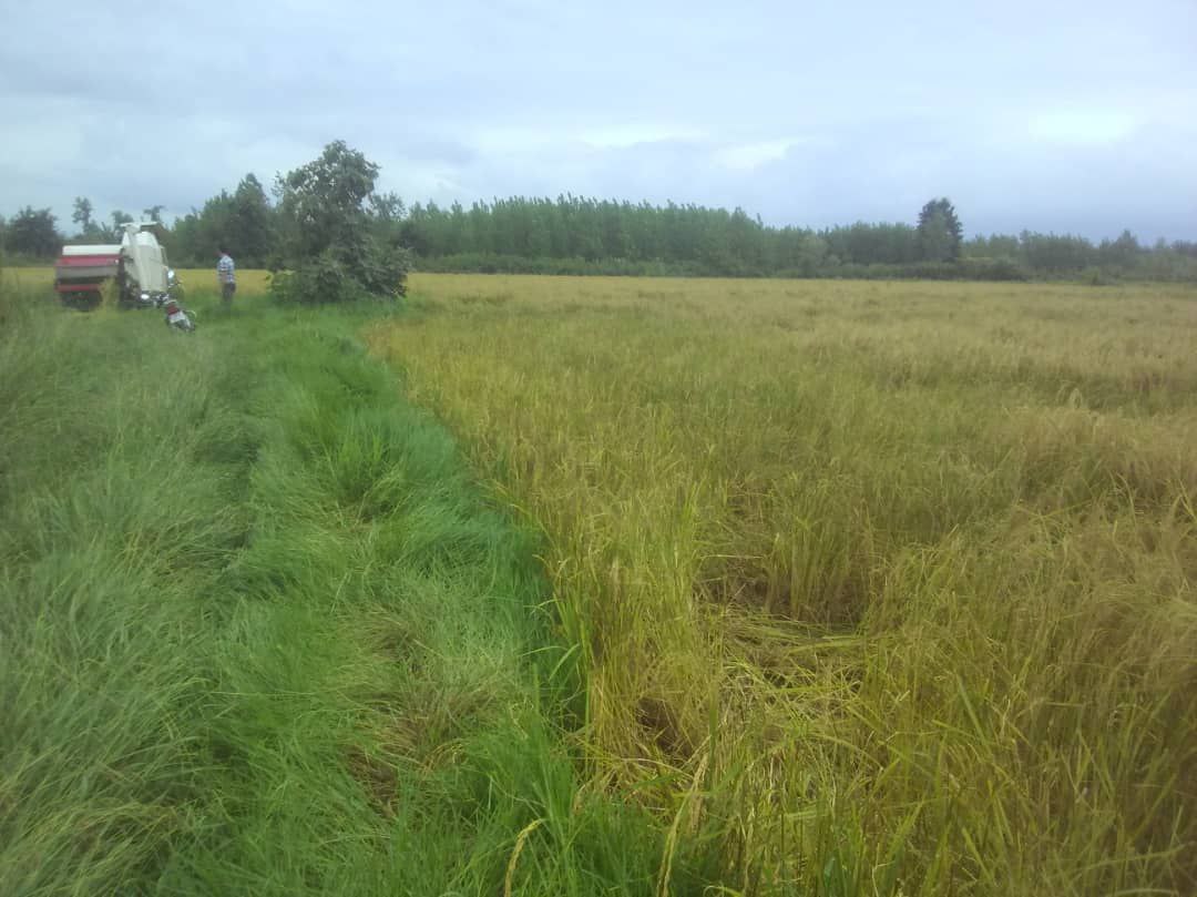 شیوه تأسف انگیز از دزدی در شمال (+عکس) شیوه تأسف انگیز از دزدی در شمال (+عکس)