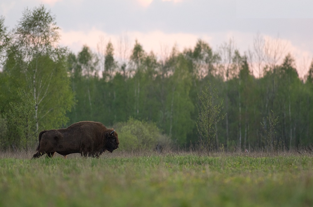 آشنایی با قدیمی ترین جنگل های جهان آشنایی با قدیمی ترین جنگل های جهان