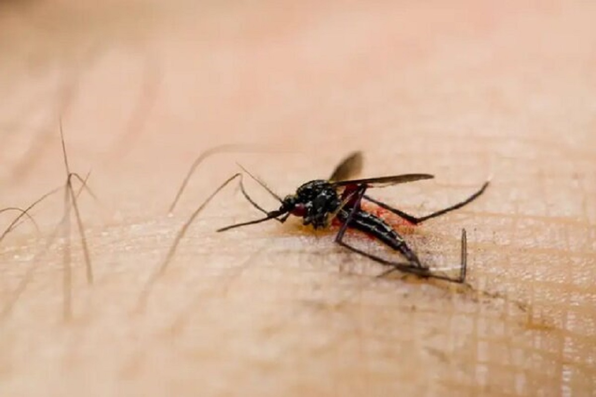 شناسایی پشه‌های ناقل بیماری با تلفن همراه