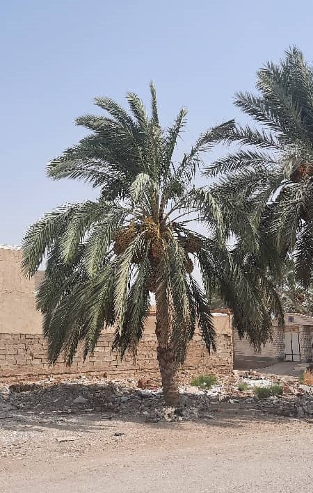 خوزستان؛ نهر عبودی پرآب شد؛ گاومیش ها خوشحال شدند