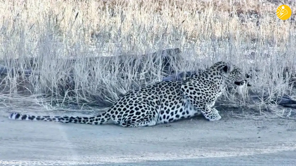 پلنگ یک شغال در حال شکار را شکار کرد! پلنگ یک شغال در حال شکار را شکار کرد!