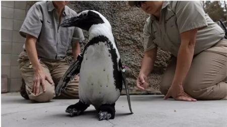 پنگوئنی با کفشهای مصنوعی پنگوئنی با کفشهای مصنوعی