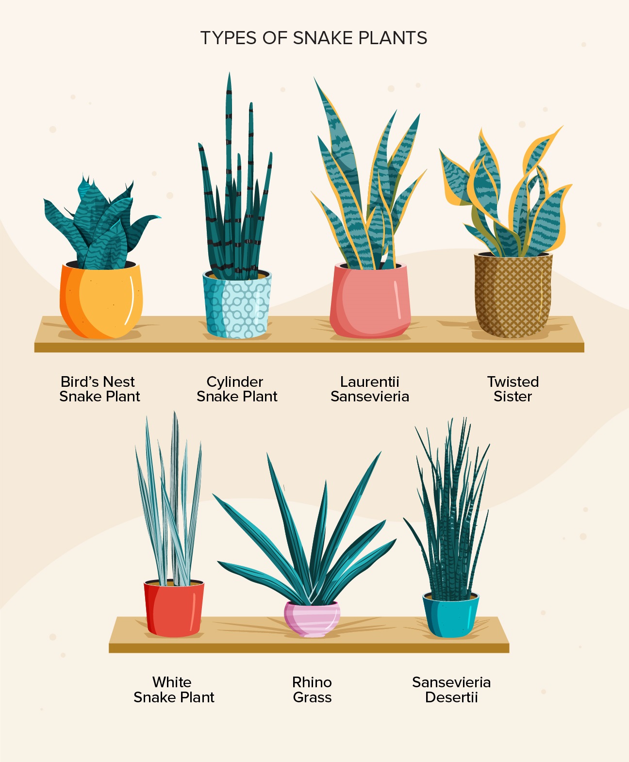 از گیاه همیشه سبز ماری تا فواید درمانی از گیاه همیشه سبز ماری تا فواید درمانی