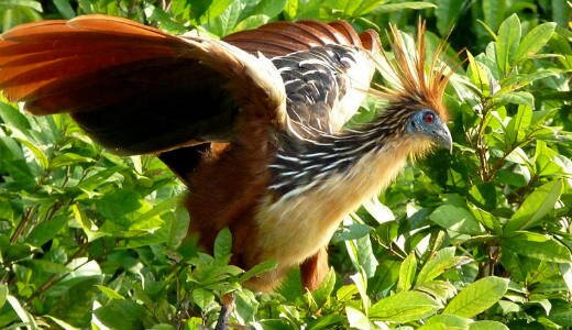 بوی بد این حیوانات کشنده است! (+عکس) بوی بد این حیوانات کشنده است! (+عکس)