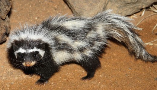 بوی بد این حیوانات کشنده است! (+عکس) بوی بد این حیوانات کشنده است! (+عکس)