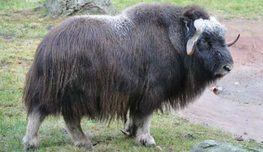 بوی بد این حیوانات کشنده است! (+عکس) بوی بد این حیوانات کشنده است! (+عکس)