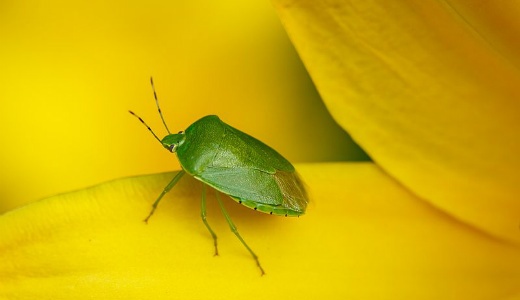 بوی بد این حیوانات کشنده است! (+عکس) بوی بد این حیوانات کشنده است! (+عکس)