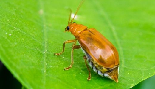 بوی بد این حیوانات کشنده است! (+عکس) بوی بد این حیوانات کشنده است! (+عکس)