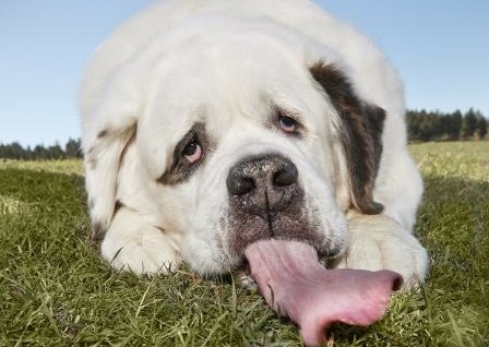 ۱۰ رکورد عجیب در کتاب گینس که حیرتزدهتان میکند (+عکس) ۱۰ رکورد عجیب در کتاب گینس که حیرتزدهتان میکند (+عکس)