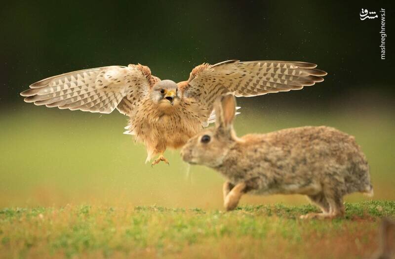 تصویری حیرت انگیز از لحظه حمله شاهین به سمت خرگوش